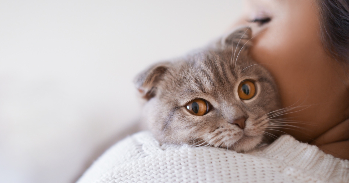 Can Cats Sense Pregnancy Before You Know?